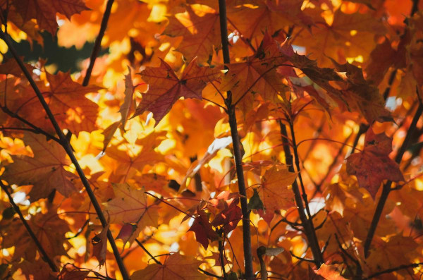 Branches of Time: 125 years of Canadian Forestry